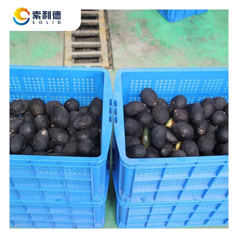 500 kg/h kaltgepresste Avocadoöl-Extraktionsleitung aus SUS304 für 220V/415V/440V